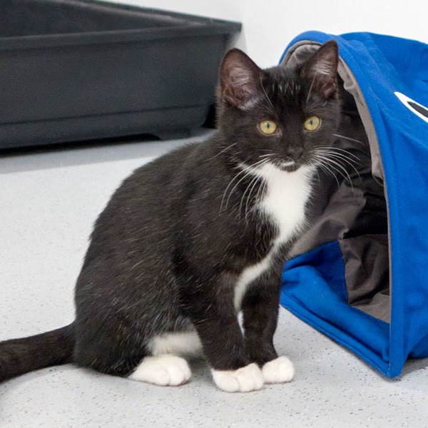 Kätzin Anna / © 2014 Arche KaNaum (NH)