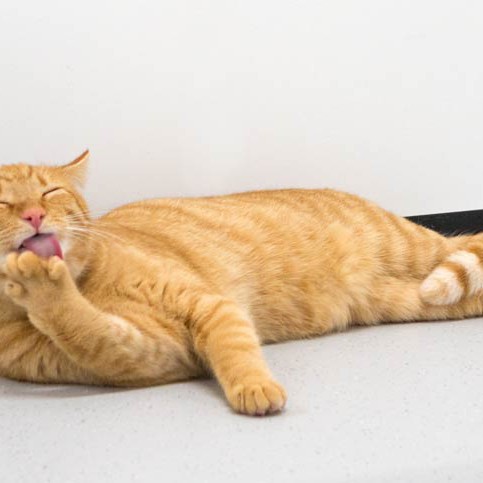 Kater Morgan / © 2015 Arche KaNaum (NH) Kater Morgan / © 2015 Arche KaNaum (NH)