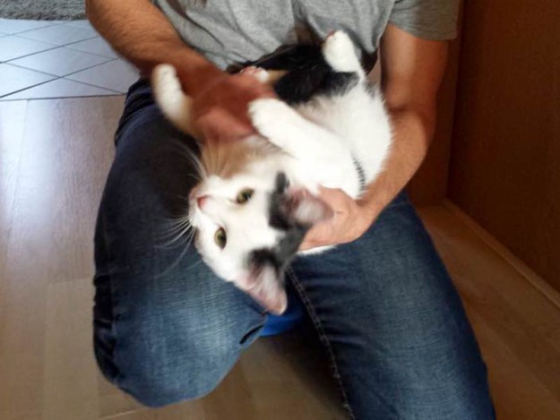 Kater Idefix im neuen Zuhause / © 15.02.'15 Privat