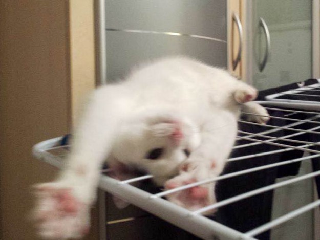 Kater Idefix im neuen Zuhause / © 16.02.'15 Privat