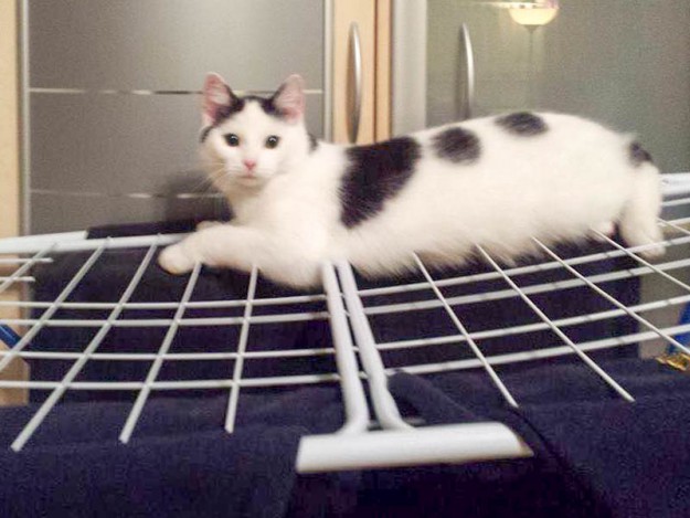 Kater Idefix im neuen Zuhause / © 16.02.'15 Privat