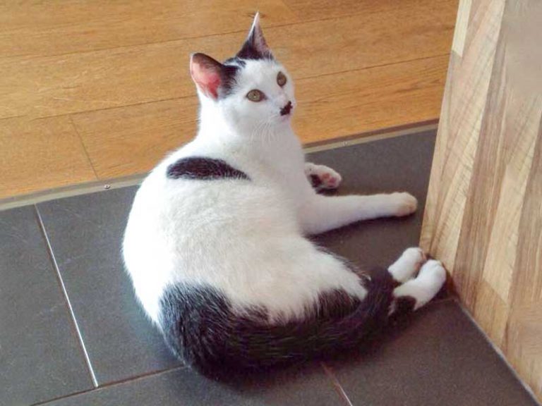 Weiß-schwarze Fundkatze aus Massenhausen / © 2015 Privat