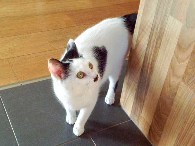 Weiß-schwarze Fundkatze aus Massenhausen / © 2015 Privat