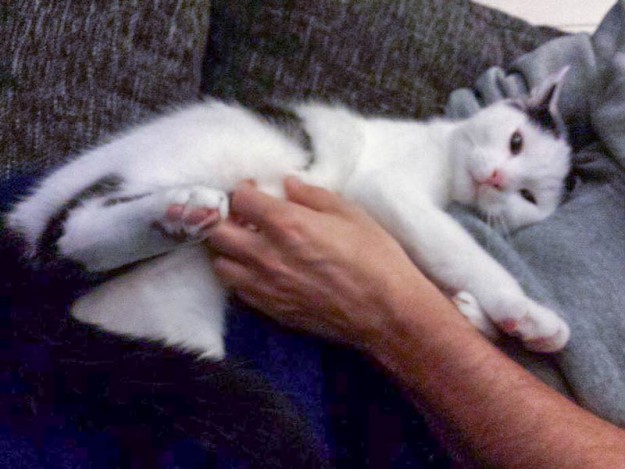 Kater Idefix im neuen Zuhause / © 26.02.'15 Privat