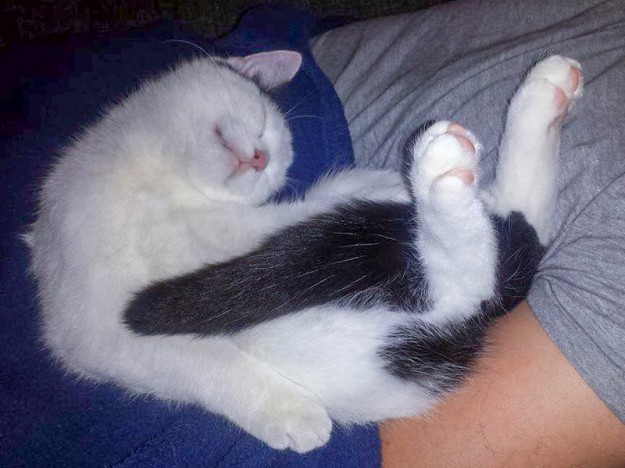 Kater Idefix im neuen Zuhause / © 26.02.'15 Privat