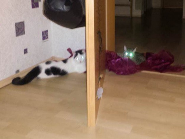 Kater Idefix (l.) mit seiner Katzenfreundin im neuen Zuhause / © 26.02.'15 Privat