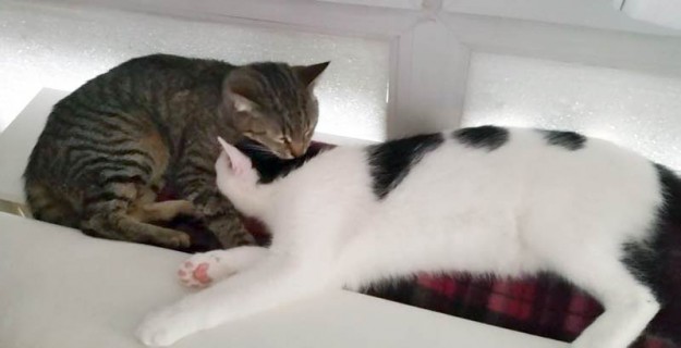 Kater Idefix (r.) mit seiner Katzenfreundin im neuen Zuhause / © 14.03.'15 Privat