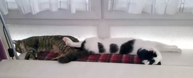 Kater Idefix (r.) mit seiner Katzenfreundin im neuen Zuhause / © 14.03.'15 Privat