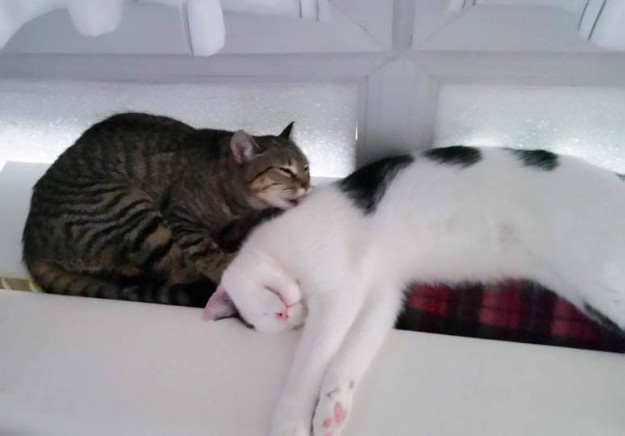 Kater Idefix (r.) mit seiner Katzenfreundin im neuen Zuhause / © 14.03.'15 Privat