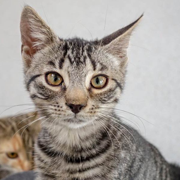 Kater Klaus / © 2015 Arche KaNaum (NH)