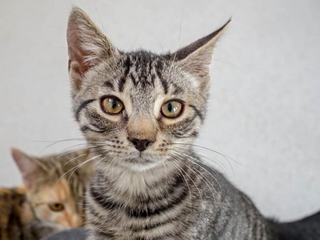 Kater Klaus / © 2015 Arche KaNaum (NH)