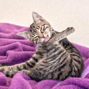 Kätzin Antonia  /  © 2015 Arche KaNaum (NH) Kätzin Antonia / © 2015 Arche KaNaum (NH)