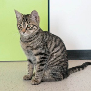 Kätzin Antonia  /  © 2015 Arche KaNaum (NH) Kätzin Antonia / © 2015 Arche KaNaum (NH)