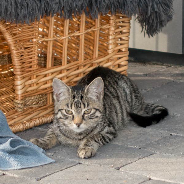 Kätzin Antonia  /  © 2015 Arche KaNaum (NH) Kätzin Antonia / © 2015 Arche KaNaum (NH)