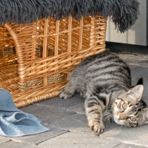 Kätzin Antonia  /  © 2015 Arche KaNaum (NH) Kätzin Antonia / © 2015 Arche KaNaum (NH)