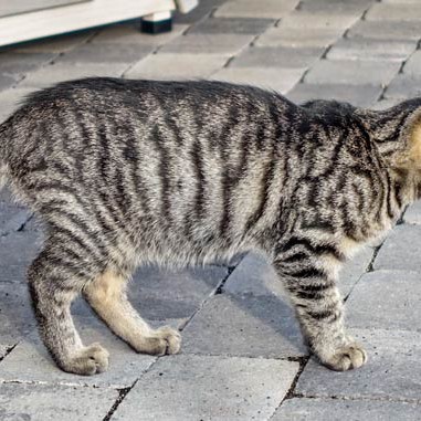 Kätzin Antonia  /  © 2015 Arche KaNaum (NH) Kätzin Antonia / © 2015 Arche KaNaum (NH)