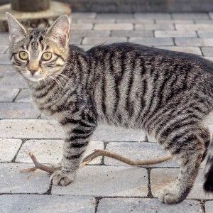 Kätzin Antonia  /  © 2015 Arche KaNaum (NH) Kätzin Antonia / © 2015 Arche KaNaum (NH)