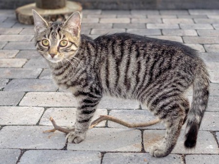 Kätzin Antonia / © 2015 Arche KaNaum (NH)