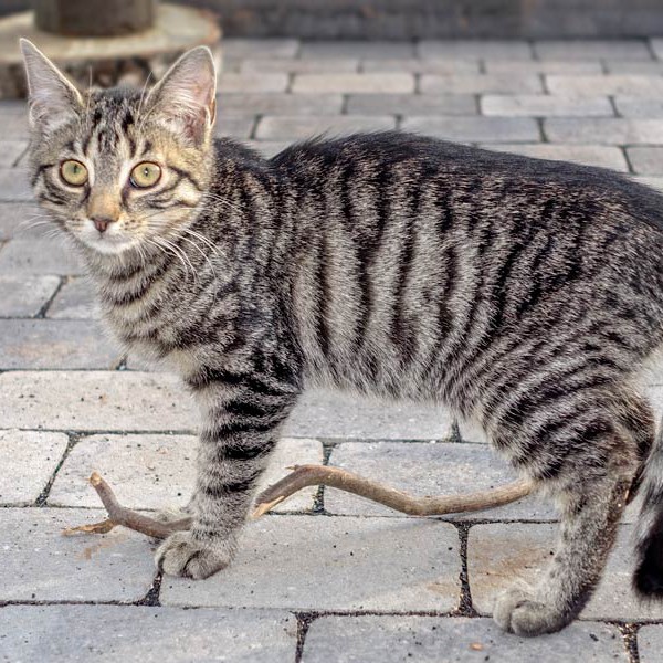 Kätzin Antonia  /  © 2015 Arche KaNaum (NH) Kätzin Antonia / © 2015 Arche KaNaum (NH)