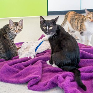 Kätzin Antonia (l.) mit Charlie (m.) und Pünktchen / © 2015 Arche KaNaum (NH)