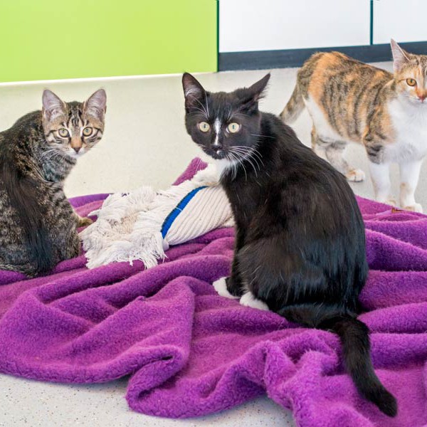 Kätzin Antonia (l.) mit Charlie (m.) und Pünktchen / © 2015 Arche KaNaum (NH)