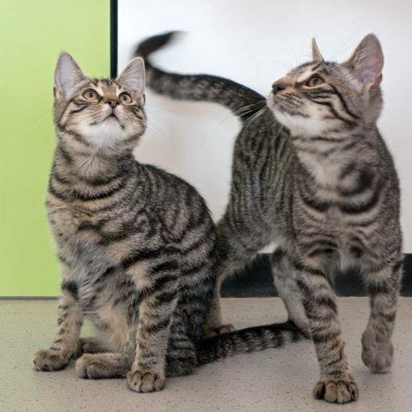 Kätzin Antonia (l.) und Brüderchen Klaus  /  © 2015 Arche KaNaum (NH) Kätzin Antonia (l.) und Brüderchen Klaus / © 2015 Arche KaNaum (NH)