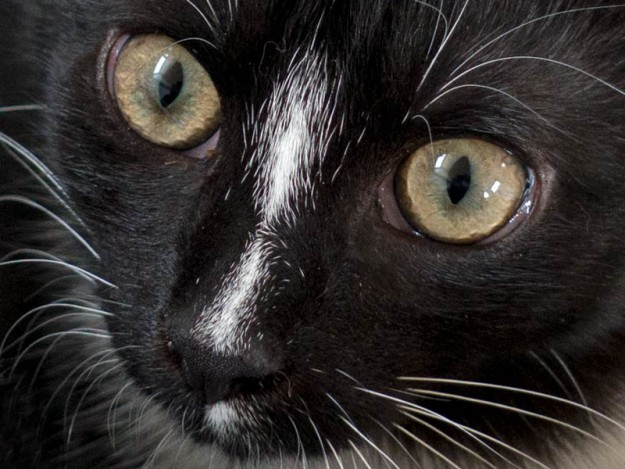 Kater Charlie / © 2015 Arche KaNaum (NH)