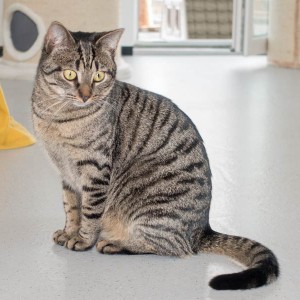 Kätzin Chucky / © 2015 Arche KaNaum (NH)