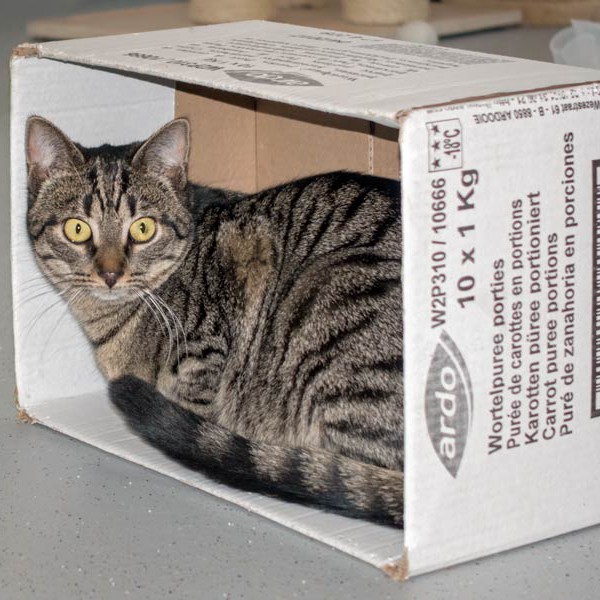 Kätzin Chucky / © 2015 Arche KaNaum (NH)