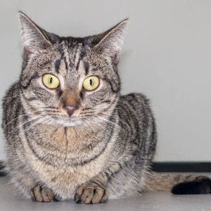 Kätzin Chucky / © 2015 Arche KaNaum (NH)