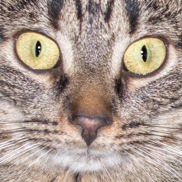 Kätzin Chucky / © 2015 Arche KaNaum (NH)