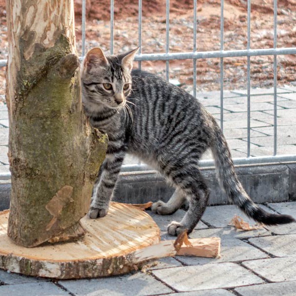 Kater Klaus / © 2015 Arche KaNaum (NH)