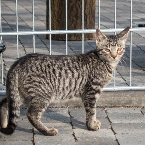 Kater Klaus / © 2015 Arche KaNaum (NH)