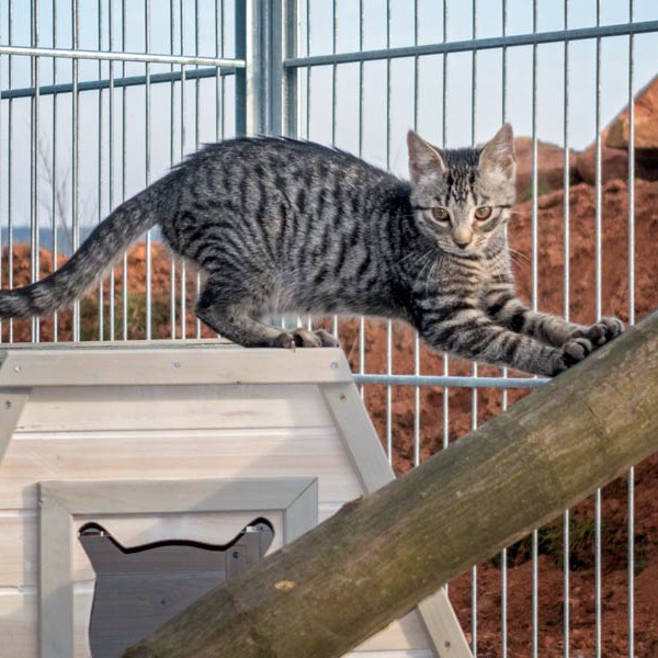 Kater Klaus / © 2015 Arche KaNaum (NH)