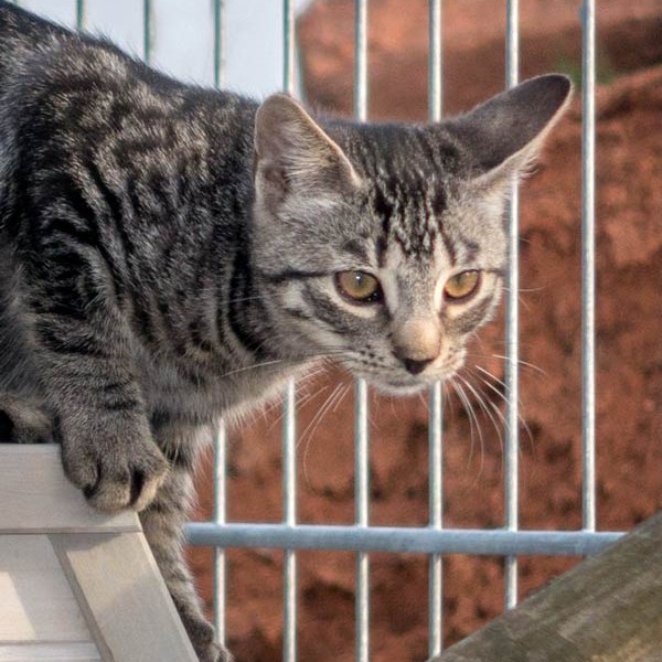 Kater Klaus / © 2015 Arche KaNaum (NH)