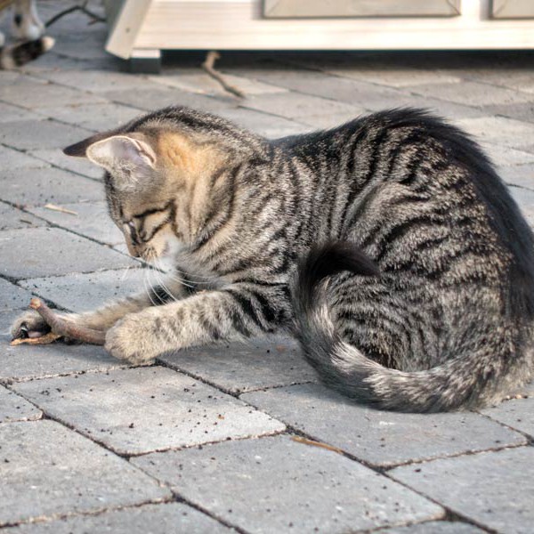 Kater Klaus / © 2015 Arche KaNaum (NH)