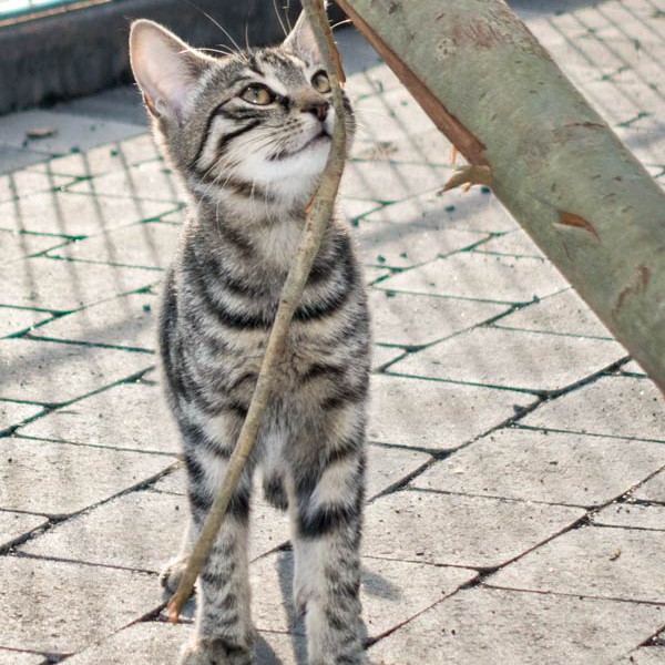 Kater Klaus / © 2015 Arche KaNaum (NH)