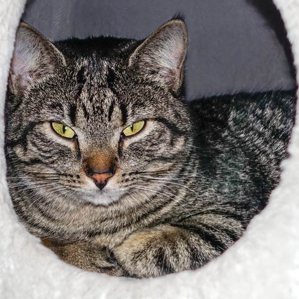 Kätzin Laura / © 2015 Arche KaNaum (NH) Kätzin Laura / © 2015 Arche KaNaum (NH)