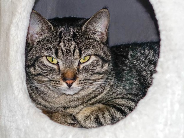 Kätzin Laura / © 2015 Arche KaNaum (NH)