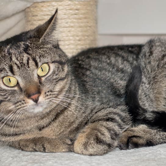 Kätzin Laura / © 2015 Arche KaNaum (NH) Kätzin Laura / © 2015 Arche KaNaum (NH)