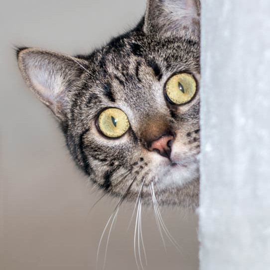 Kätzin Laura / © 2015 Arche KaNaum (NH) Kätzin Laura / © 2015 Arche KaNaum (NH)