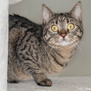 Kätzin Laura / © 2015 Arche KaNaum (NH)