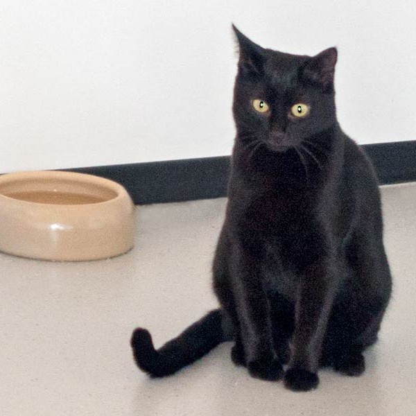 Kätzin Lucy / © 2015 Arche KaNaum (NH) Kätzin Lucy / © 2015 Arche KaNaum (NH)