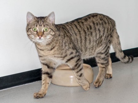 Kätzin Minu / © 2015 Arche KaNaum (NH)