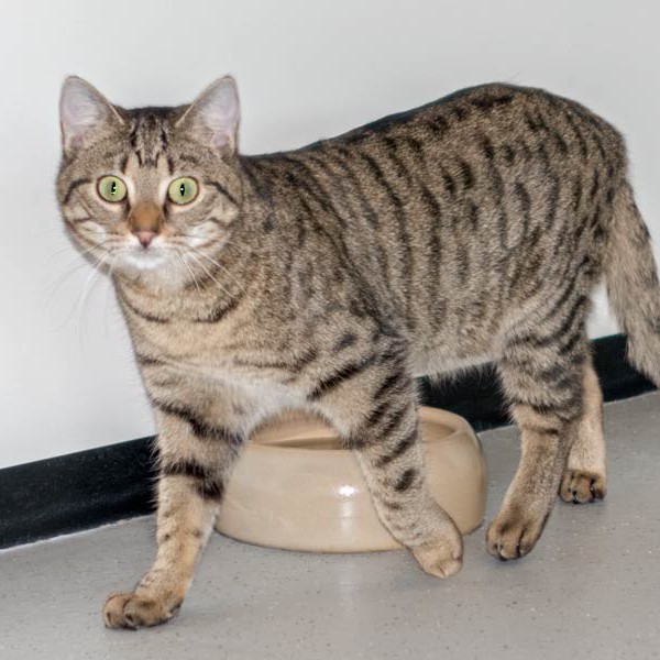 Kätzin Minu / © 2015 Arche KaNaum (NH)