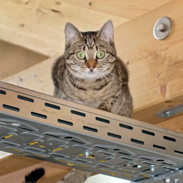 Kätzin Minu / © 2015 Arche KaNaum (NH)