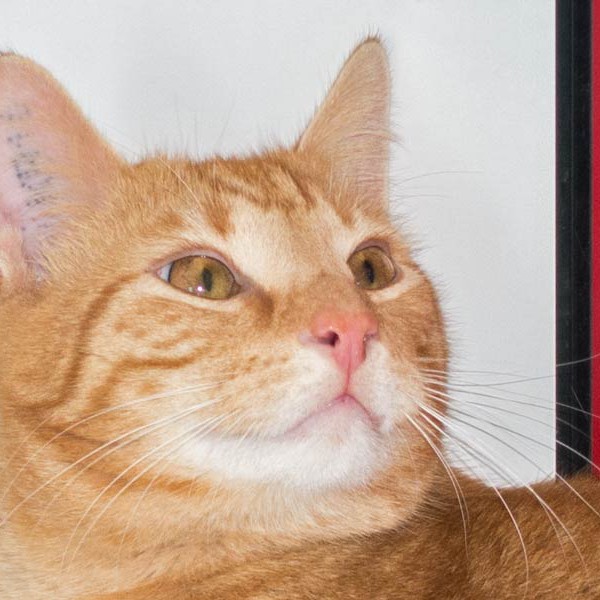 Kater Morgan / © 2015 Arche KaNaum (NH) Kater Morgan / © 2015 Arche KaNaum (NH)