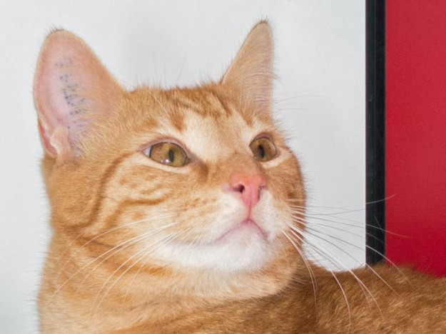 Kater Morgan / © 2015 Arche KaNaum (NH)