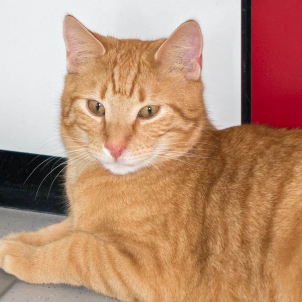 Kater Morgan / © 2015 Arche KaNaum (NH) Kater Morgan / © 2015 Arche KaNaum (NH)