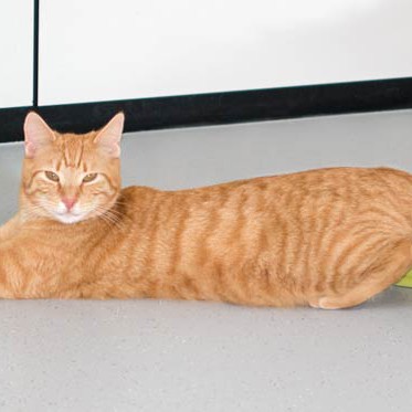 Kater Morgan / © 2015 Arche KaNaum (NH) Kater Morgan / © 2015 Arche KaNaum (NH)